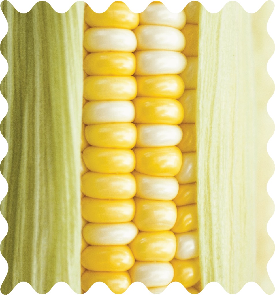 Corn, the main ingredient of our compostable products-cornstarch, which is 100% plant based, sustainable, BPA-free and free from microplastics.